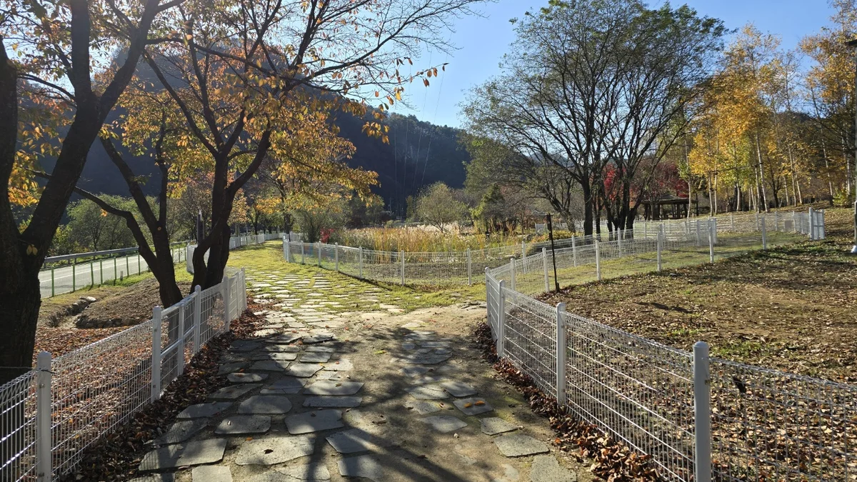 정선군생태체험학습장야영장 펫 동반 캠핑장