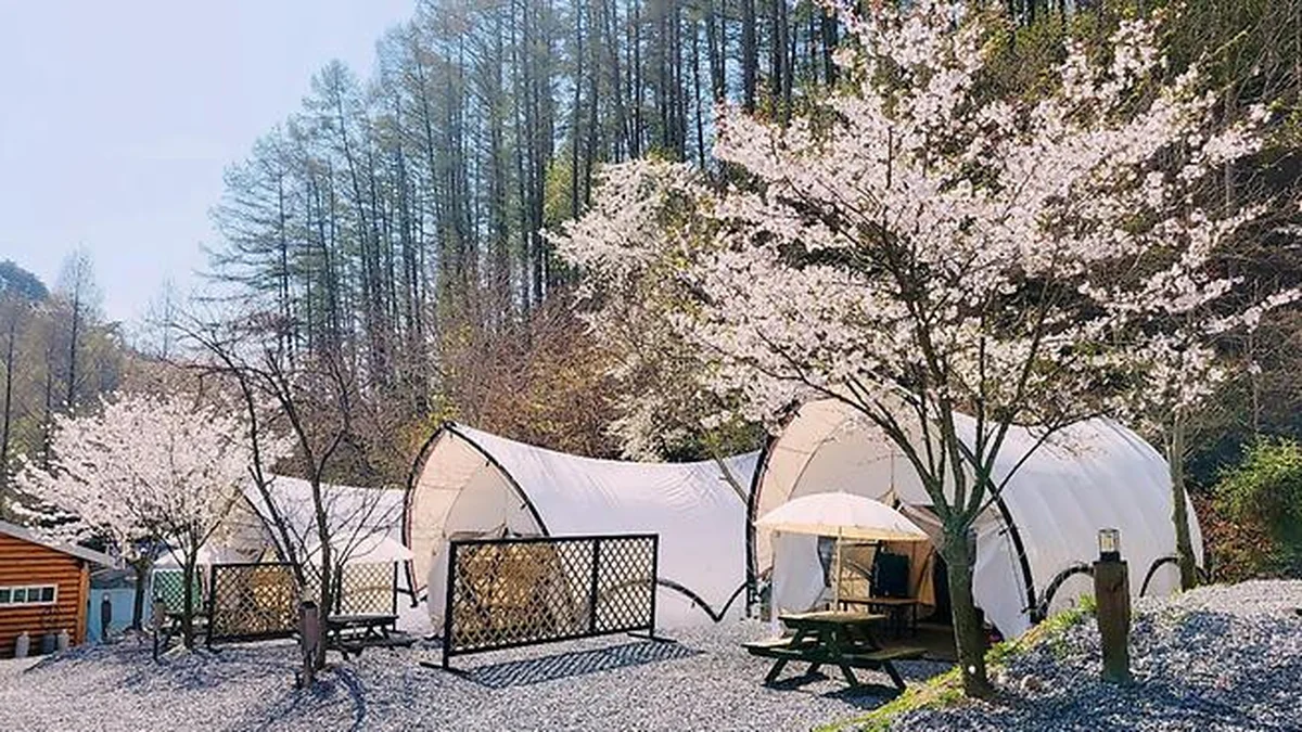 “10,000㎡ 규모의 글램핑이 이렇게 감성적이라니”… 제천 숲속 힐링 여행지