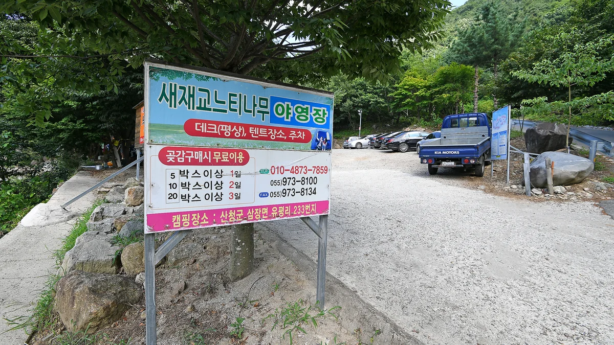 느티나무야영장