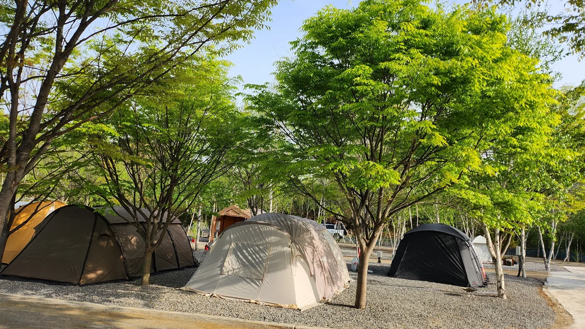 나무와 쉬리
