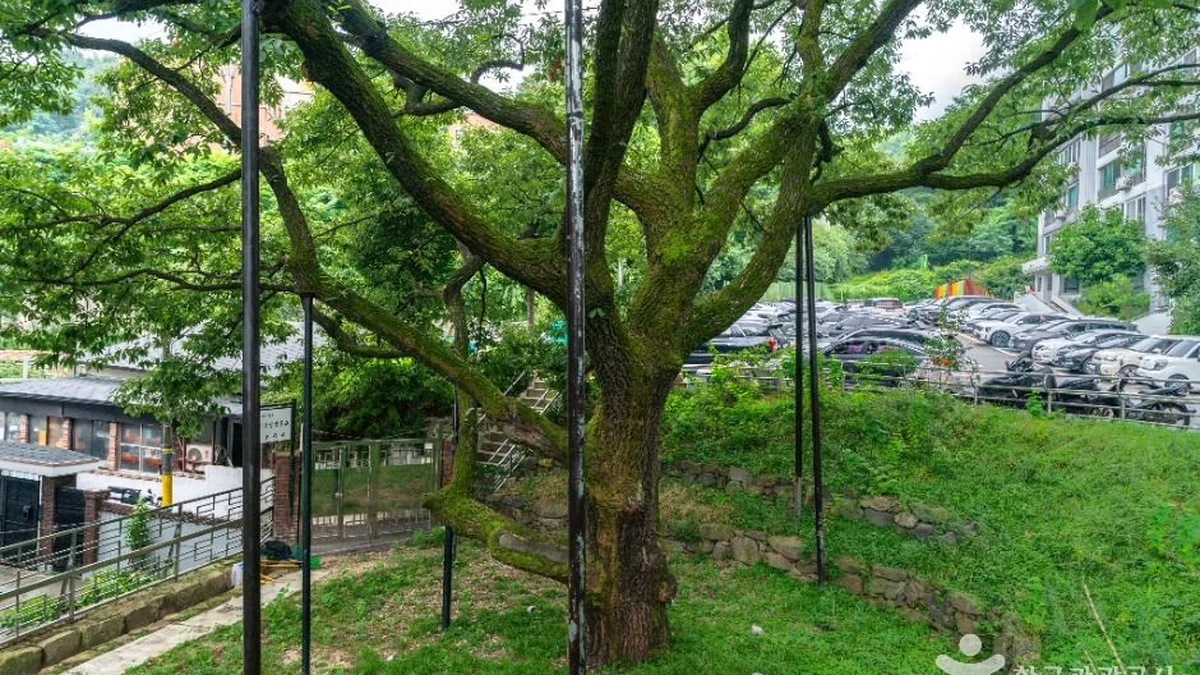 서울 신림동 굴참나무