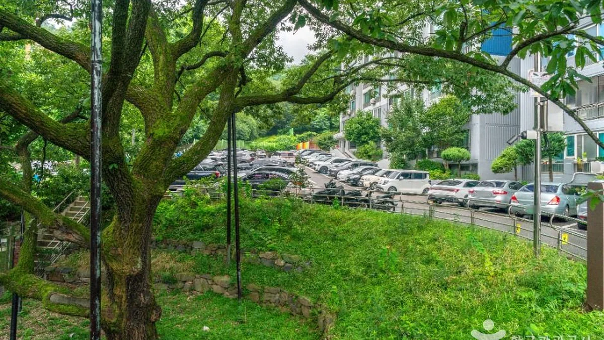 서울 신림동 굴참나무