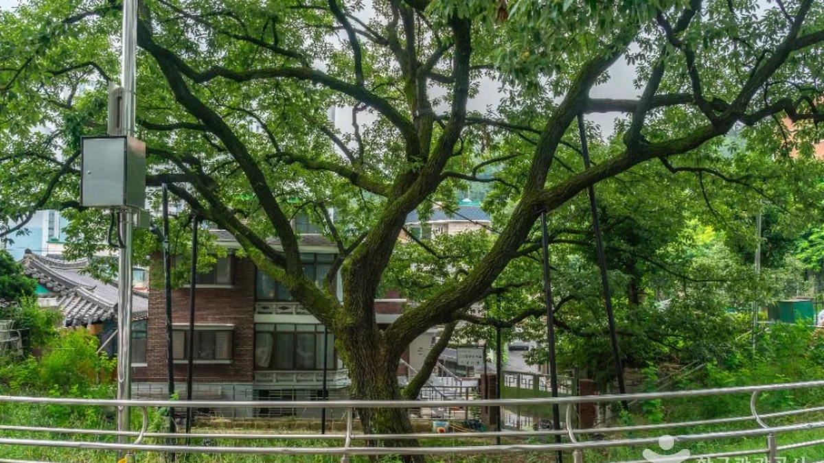 서울 신림동 굴참나무