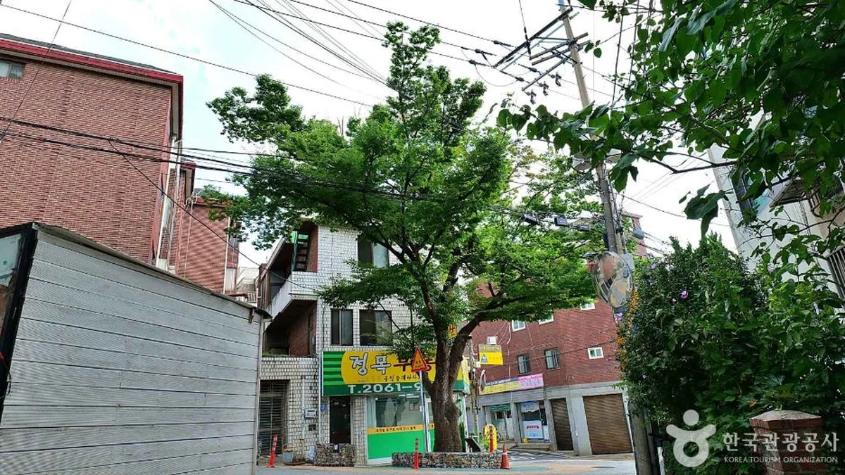 “150년 된 나무가 서울 한복판에 있다니…”… 자연과 역사의 공존을 만나는 명소
