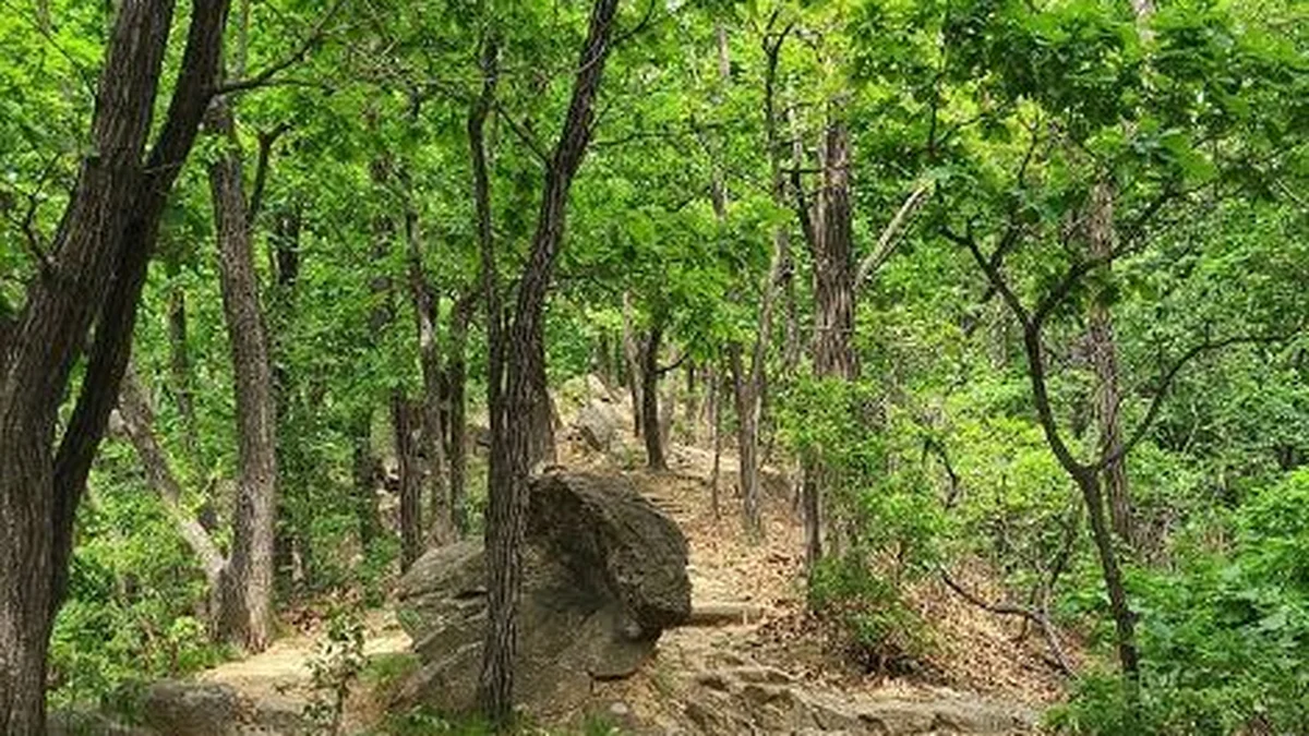 구룡산(서울)