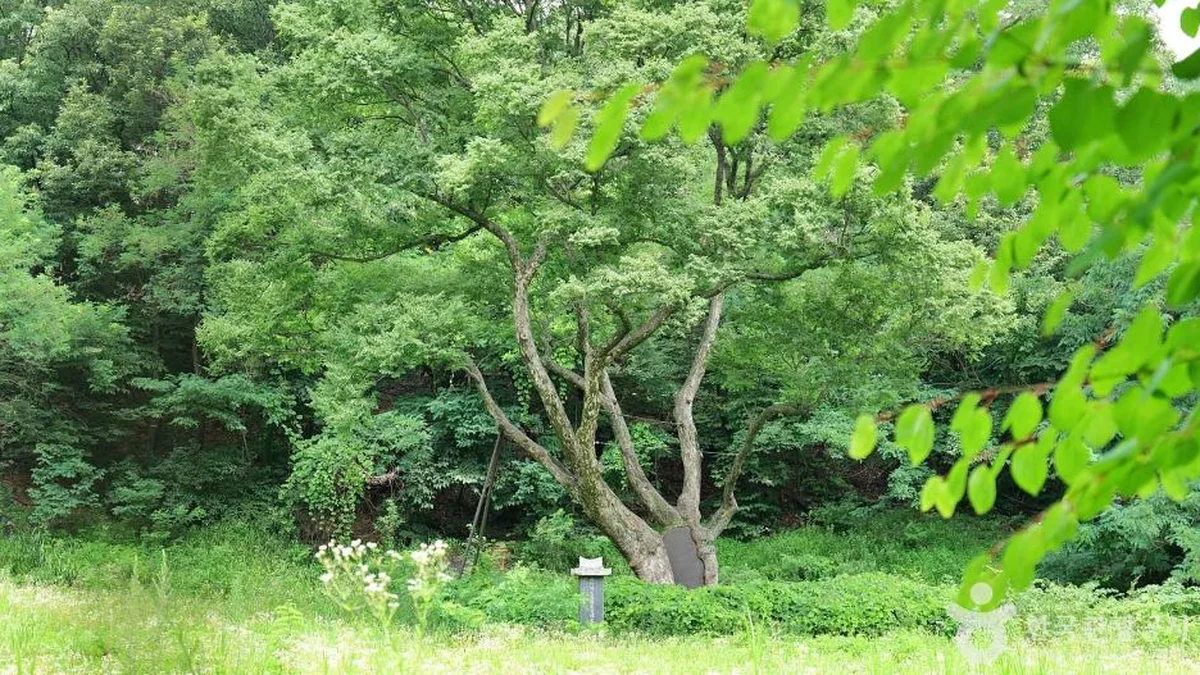 도봉서원(서울)