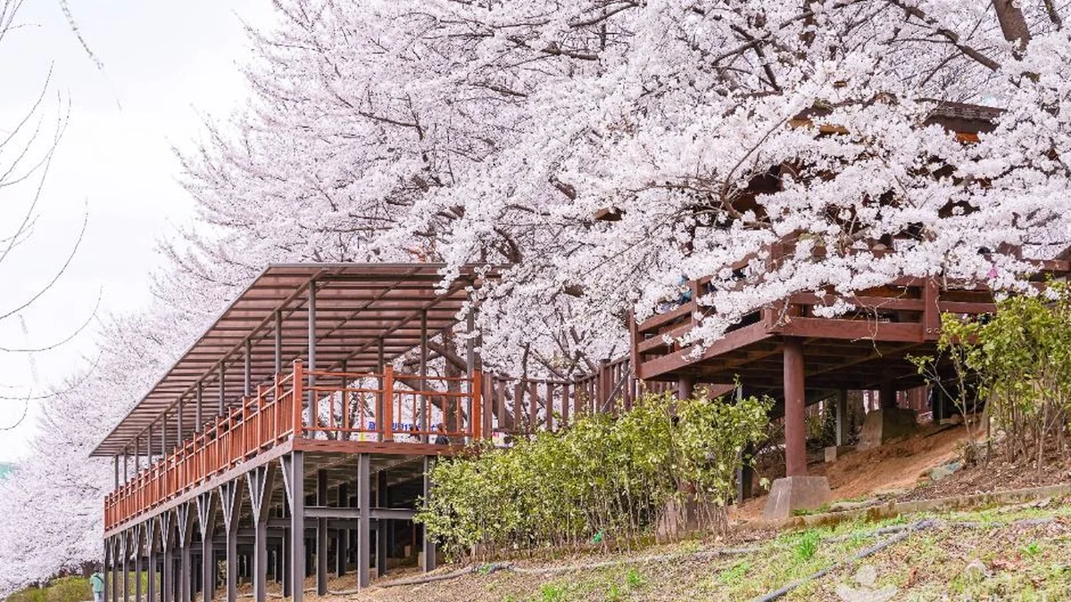 “이렇게 긴 5km 벚꽃길을 도심에 다니?”… 하늘 수놓은 환상적 풍경 명소