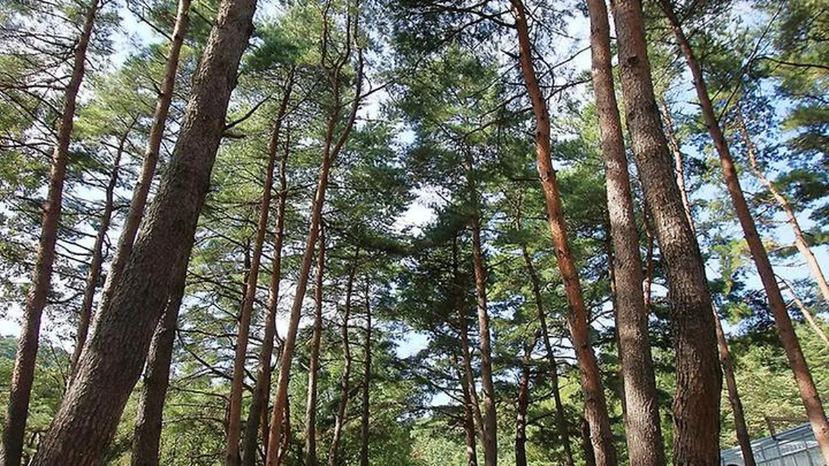 “100여 개 캠핑 사이트가 있다니…” 자연 속 힐링 대관령 명소