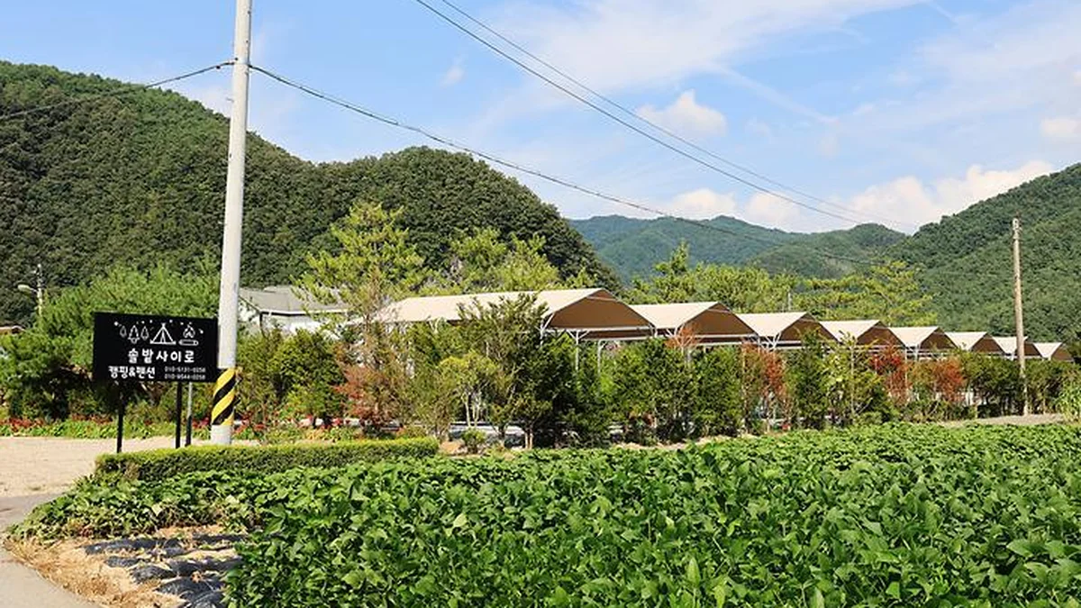 “애견과 함께하는 캠핑이 이렇게 특별해요”… 전사이트 타프 설치된 강원도 명소