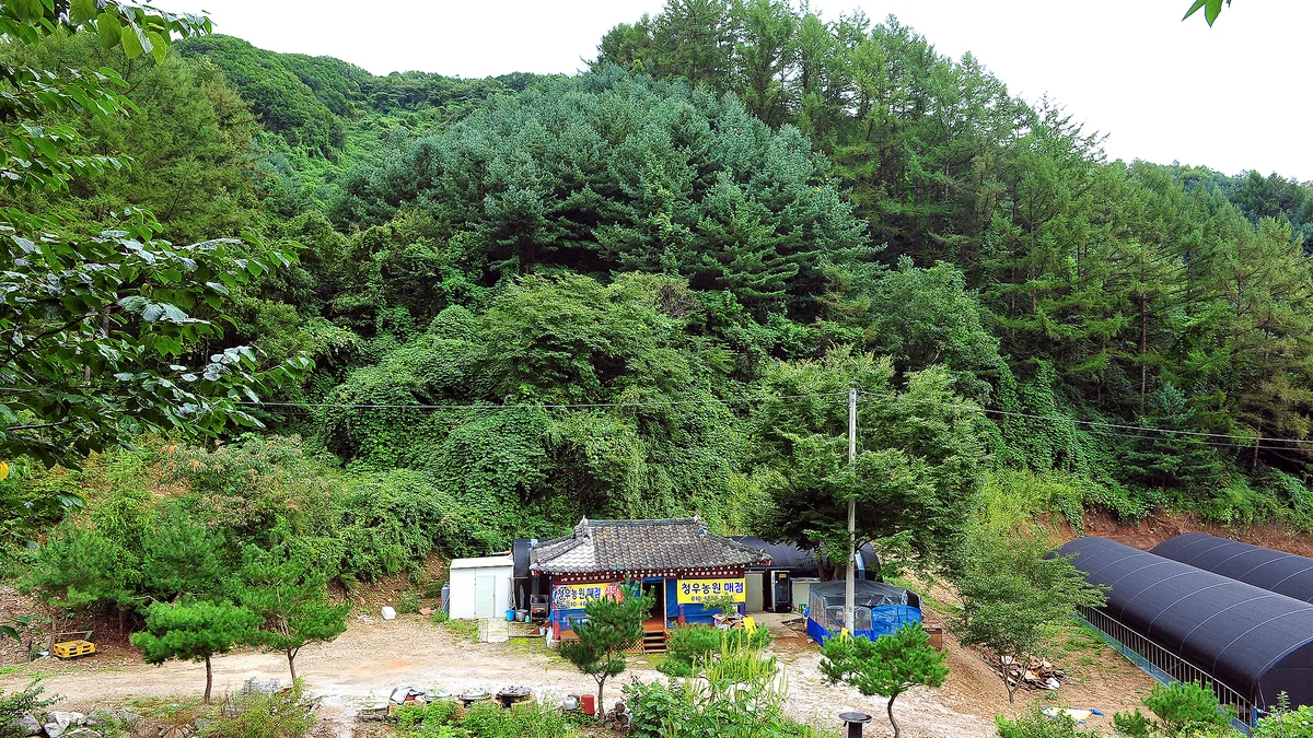 계곡과소나무 캠핑장